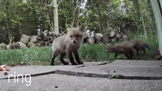 Stop What You’re Doing and Watch These Baby Foxes! | RingTV