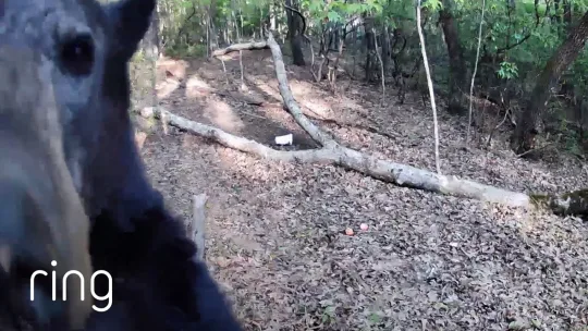 Bear Visits Man’s Property Every Day | RingTV
