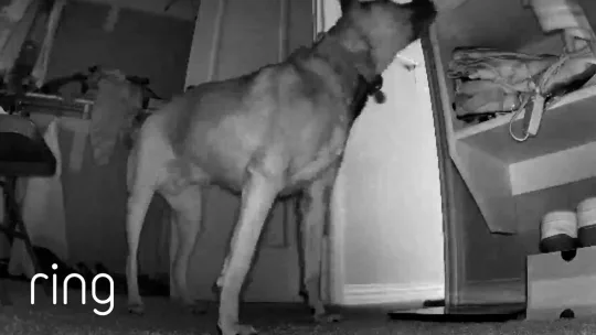 So THAT’s Who’s Been Moving the Towels | RingTV