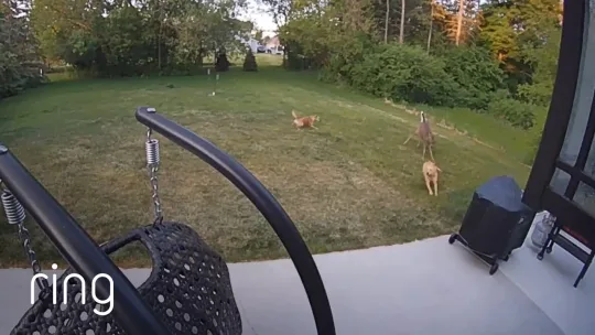Dogs and Deer Chase Each Other Around the Yard | RingTV